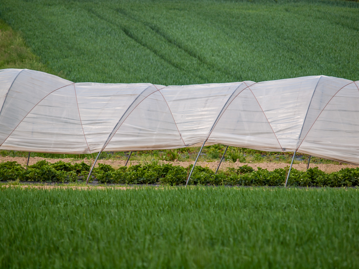 Iran LDPE  Film Premium Iran LDPE supplied by Romak Trading